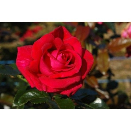 ROSIER Grimpant 'LE GRAND HUIT' ® Gpt Adabaring