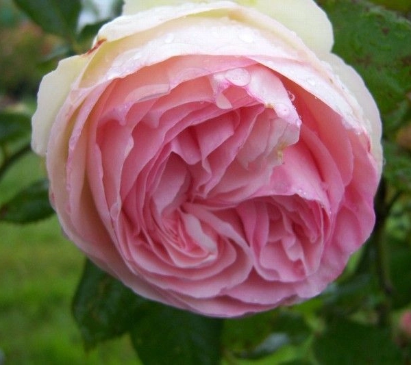 ROSIER Grimpant 'PIERRE DE RONSARD' ® Meiviolin