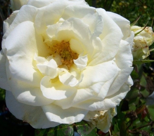 ROSIER Grimpant 'VALSE DES NEIGES' ® Tanrezlaw