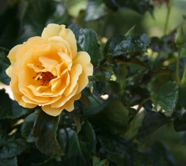 ROSIER Massifs 'AMBER QUEEN' ® harroony
