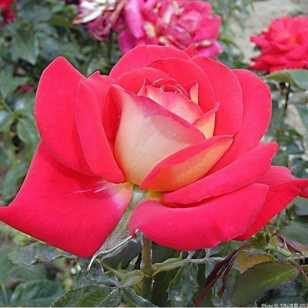 ROSIER Massifs 'GIPSY' ® Kiboh