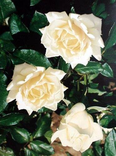 ROSIER Massifs 'LA ROYALE DE MULHOUSE' ® Saulina