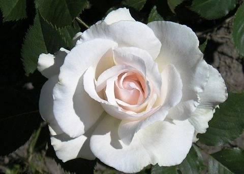 ROSIER Massifs 'MARGARETH MERRIL' ® Harkuly