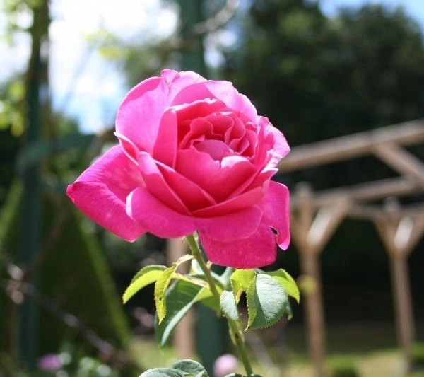 ROSIER Massifs 'NUAGE PARFUME' ® Tanellis