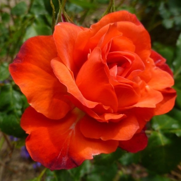 ROSIER Massifs 'ORANGE SENSATION'