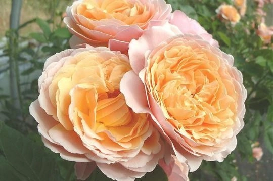 ROSIER Massifs 'PARFUM D'ORLEANS' ® Saunalid