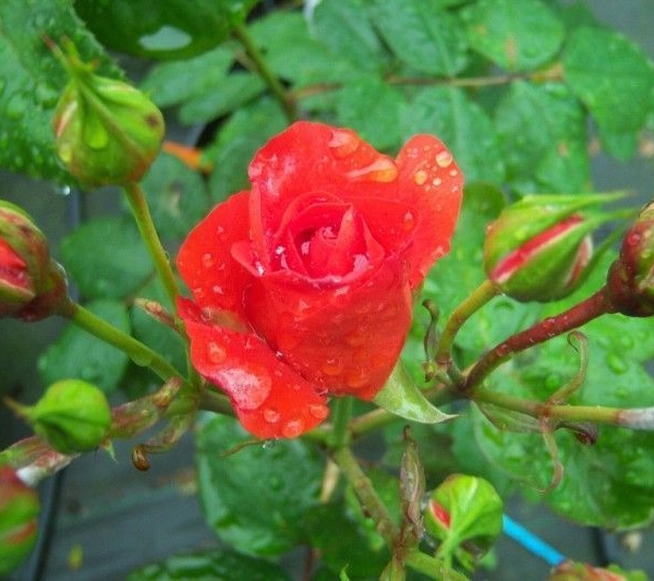 ROSIER Massifs 'TCHIN TCHIN' ® Meichanso