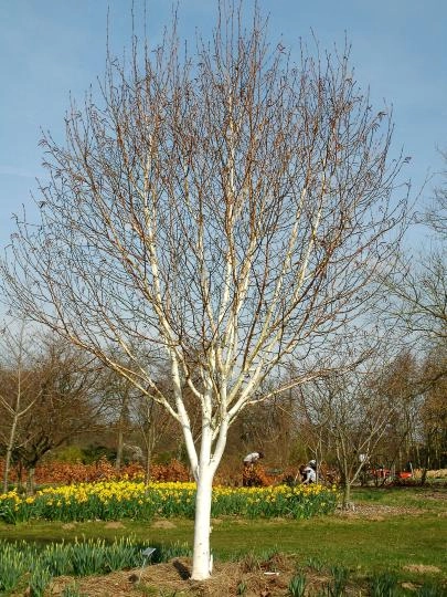 BETULA utilis 'Jacquemontii' - Bouleau blanc de l'Himalaya 'Jacquemontii'