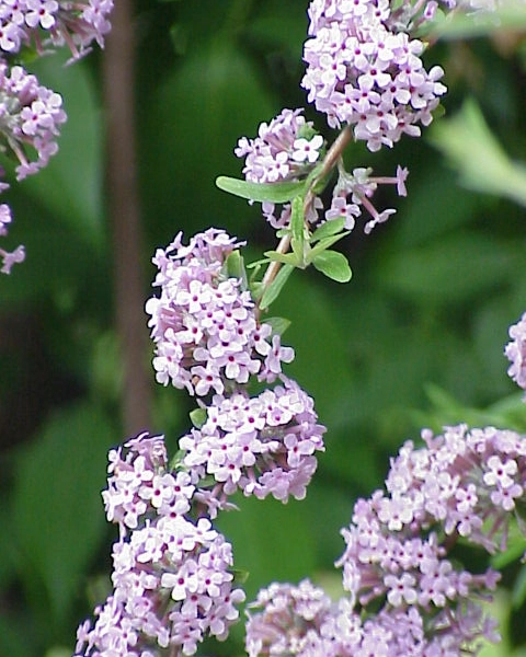 BUDDLEJA alternifolia - Arbre aux papillons à feuilles alternes
