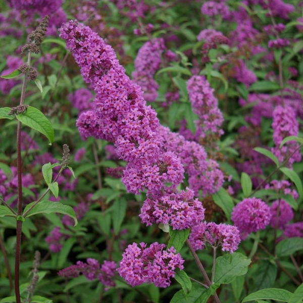 BUDDLEJA davidii 'Border Beauty' - Arbre aux papillons 'Border Beauty'.