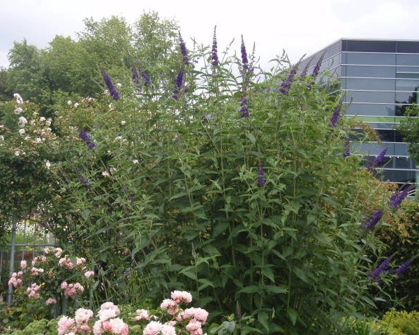 BUDDLEJA davidii 'Empire Blue' - Arbre aux papillons 'Empire Blue'