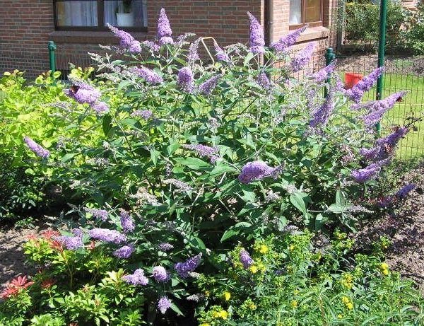 BUDDLEJA davidii 'Lochinch' - Arbre aux papillons 'Lochinch'