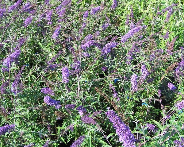 BUDDLEJA davidii 'Nanho Blue' - Arbre aux papillons 'Nanho Blue'