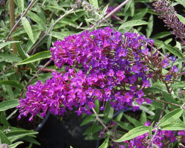BUDDLEJA davidii 'Nanho Purple' - Arbre aux papillons 'Nanho Purple'
