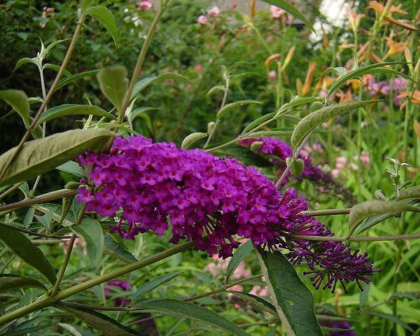 BUDDLEJA davidii 'Nanho Purple' - Arbre aux papillons 'Nanho Purple'