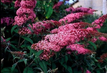 BUDDLEJA davidii 'Pink Delight' - Arbre aux papillons 'Pink Delight'