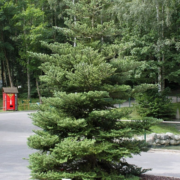 ABIES koreana - Sapin de Corée