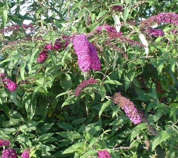 BUDDLEJA davidii 'Royal Red' - Arbre aux papillons 'Royal Red'