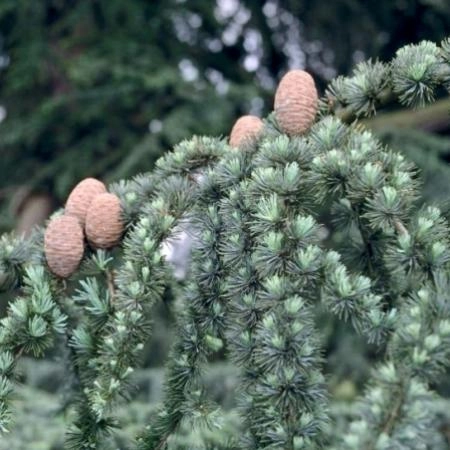 CEDRUS libani - cèdre du Liban