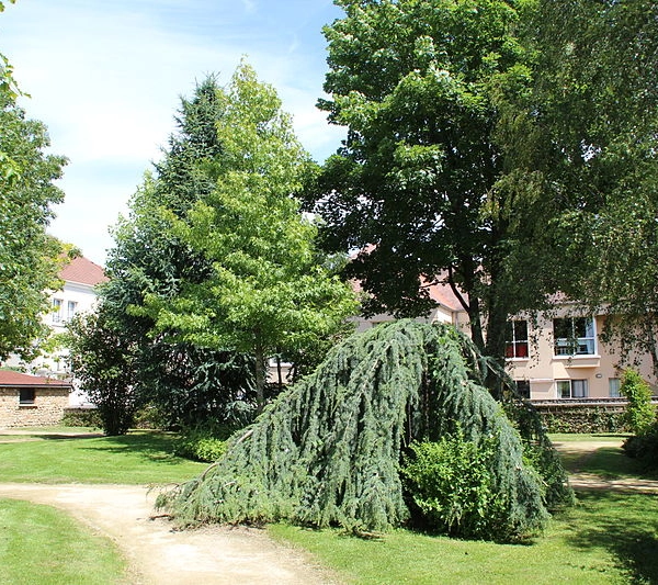 CEDRUS libani atlantica 'Pendula' - Cèdre de l'Atlas pleureur