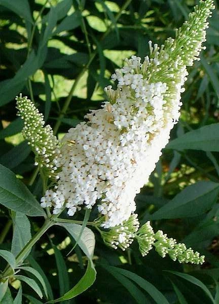 BUDDLEJA davidii 'White Profusion' - Arbre aux papillons 'White Profusion'