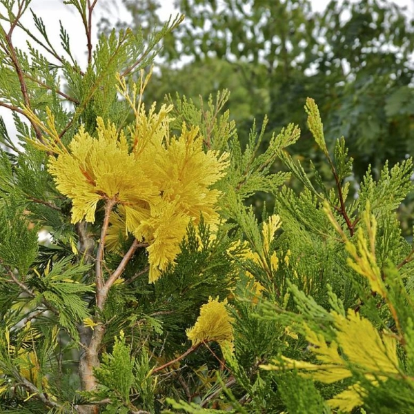 CALOCEDRUS decurrens 'Aureovariegata' - Calocèdre / Libocèdre
