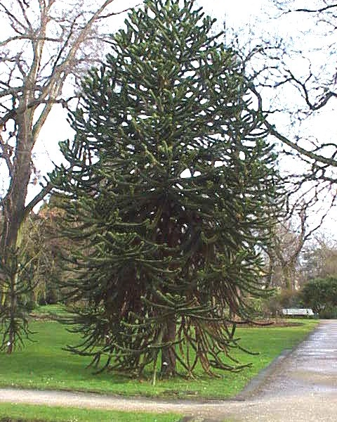 ARAUCARIA araucana - Désespoir des singes