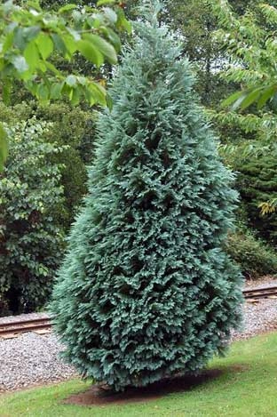 CHAMAECYPARIS lawsoniana 'Alumii' - Cyprès bleu de Lawson