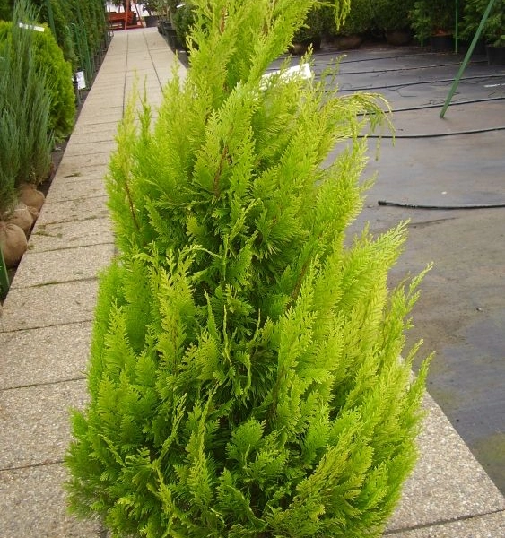 CHAMAECYPARIS lawsoniana 'Stardust' - Cyprès de Lawson 'Stardust'