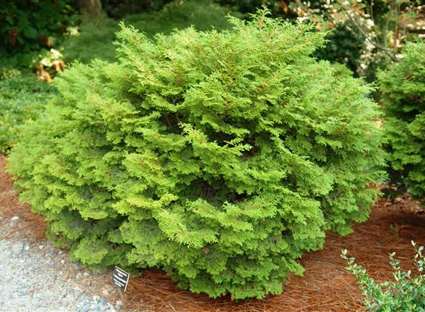 CHAMAECYPARIS obtusa 'Pygmea' - Cyprès d'Hinoki du Japon 'Pygmea'