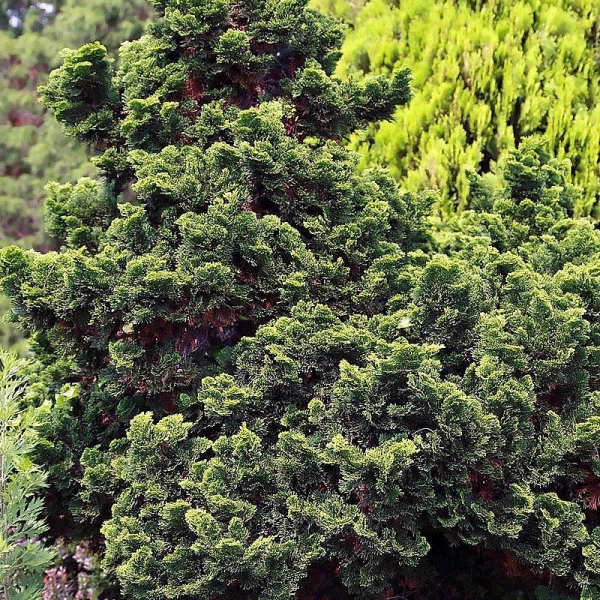 CHAMAECYPARIS obtusa 'Nana Gracilis' - Cyprès d'Hinoki du Japon 'Nana Gracilis'