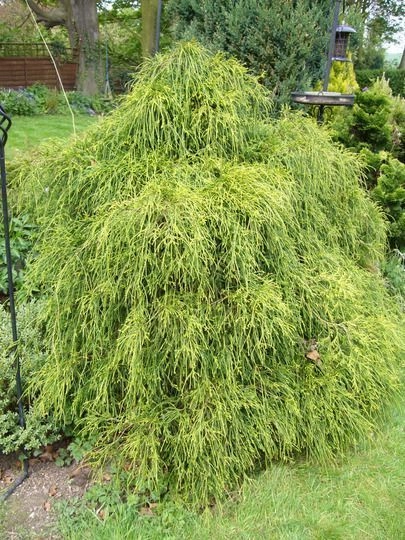 CHAMAECYPARIS pisifera 'Sungold' - Cyprès Sawara 'Sungold'