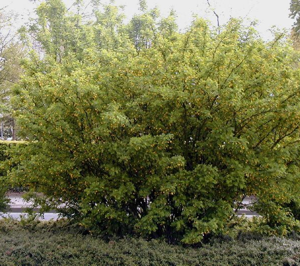 CARAGANA arborescens - Caraganier de Sibérie