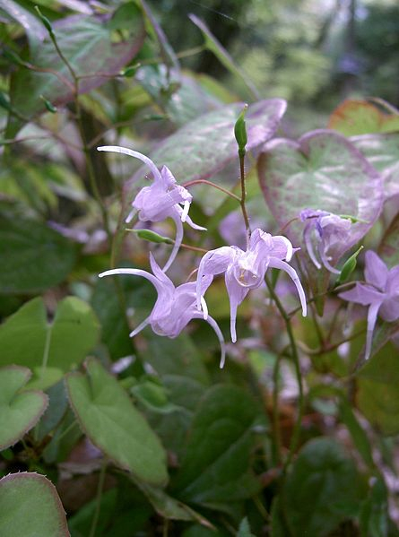 EPIMEDIUM 'Asiatic Hybrid' - Fleur des Elfes