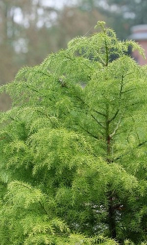 CRYPTOMERIA japonica 'Elegans Viridis' - Cèdre du Japon 'Elegans Viridis'