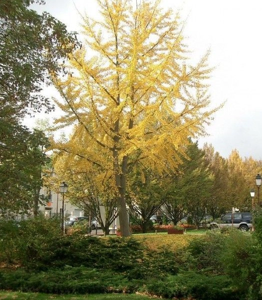 GINKGO biloba - Arbre aux quarante écus