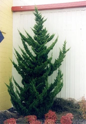 JUNIPERUS chinensis 'Kaizuka' - Genévrier 'Kaizuka'