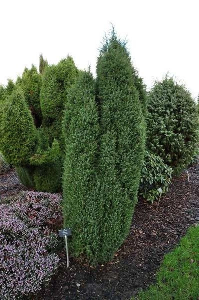 JUNIPERUS communis 'Hibernica' - Genévrier commun 'Hibernica'