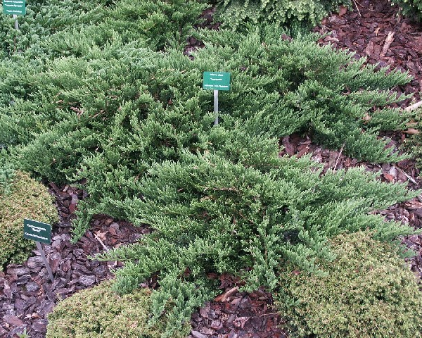 JUNIPERUS sabina 'Tamariscifolia' - Genévrier sabine Tamariscifolia