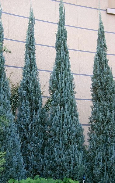 JUNIPERUS scopulorum 'Blue arrow' - Genévrier colonnaire 'Blue arrow'