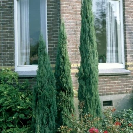 JUNIPERUS scopulorum 'Skyrocket' - Genévrier de virginie 'Skyrocket'