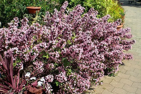 WEIGELIA florida 'Pink Poppet'® Weigéla, Weigélie fleurie Plantes