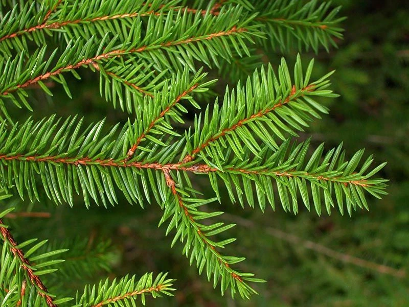 PICEA ABIE Epicea commun conifères