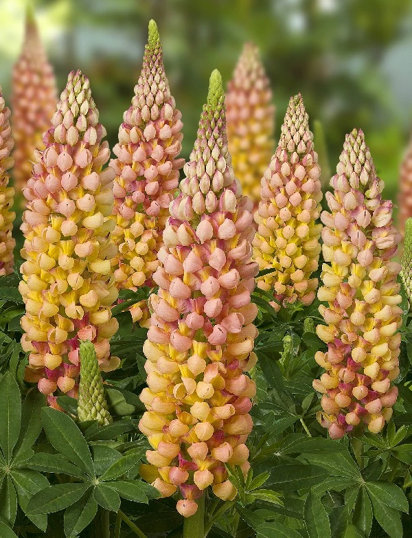 LUPINUS ‘Salmon Star’ | Plantes vivaces
