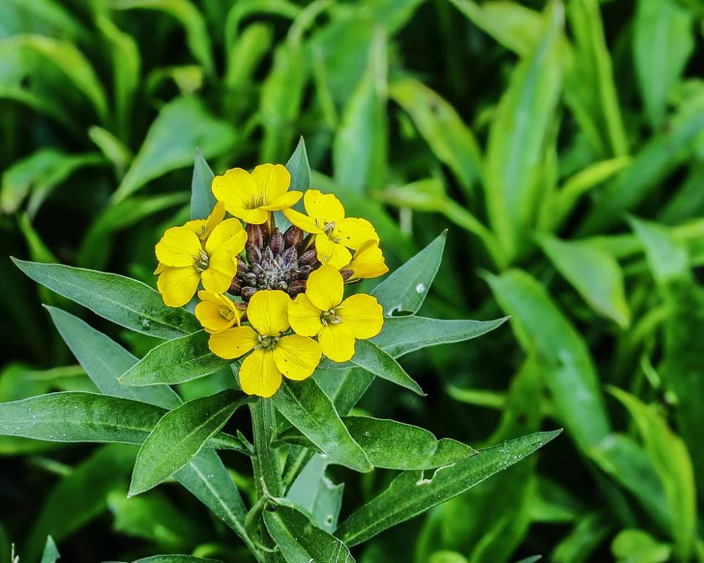 ERYSIMUM 'Jubilee Gold' Giroflée Plantes vivaces