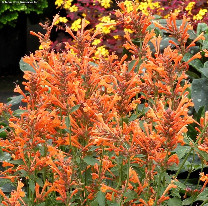 AGASTACHE 'Kudos Mandarin' Plantes vivaces