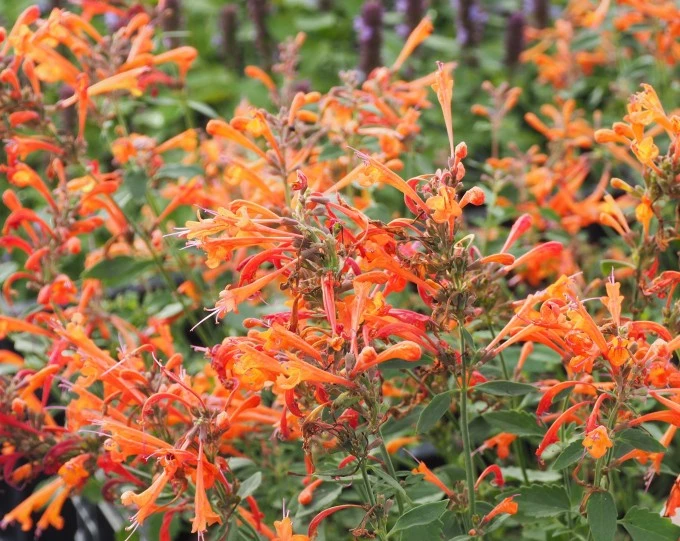 AGASTACHE 'Kudos Mandarin' Plantes vivaces