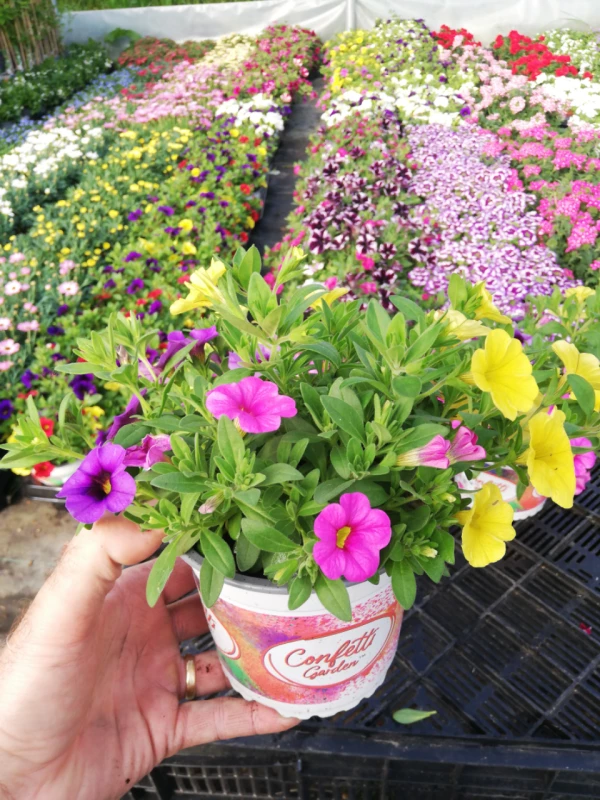 CONFETTI Garden® Hawaiian Summer Sar Mélange de plantes annuelles