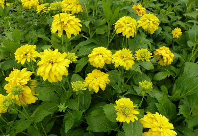 RUDBECKIA laciniata 'Goldquelle' - Rudbeckia | Plantes vivaces