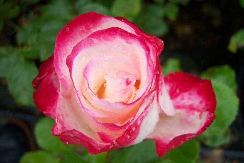 Rosier Jubilé Du Prince De Monaco www.plantes-shopping.fr